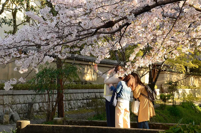 Three tourists on a bridge in Japan, admiring and taking pictures of a sakura tree
