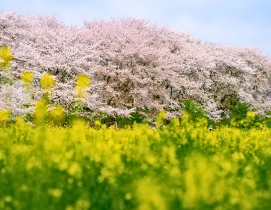 tokyo day trip cherry blossom