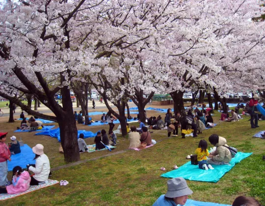 kumamoto castle hanami