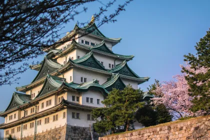 Sunset casting on Nagoya Castle above the stone foundation wall, with pink cherry blossom tree and green pine trees