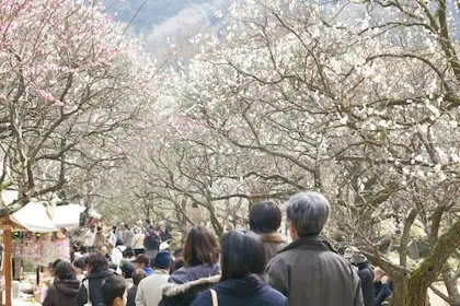 A crowd of visitors walking through a tunnel of cherry blossom trees in full bloom.