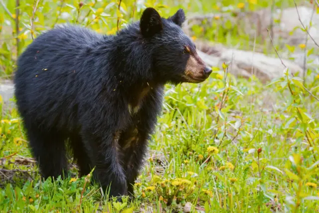 A black bear
