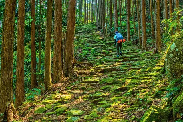 Forest trail on the Kumano Kodo pilgrimage route