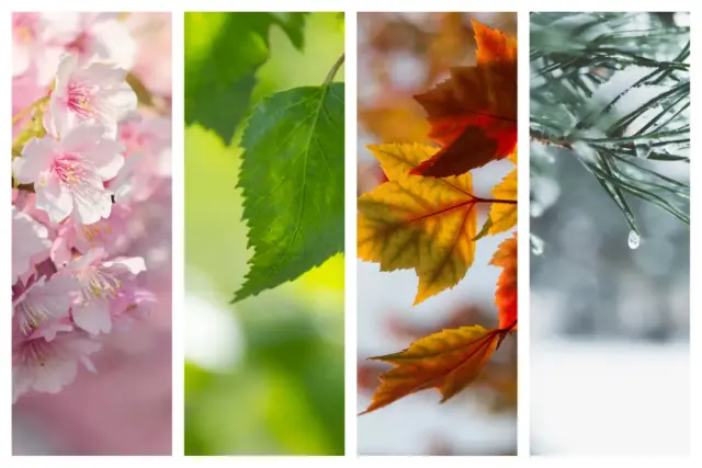 Japan's four seasons