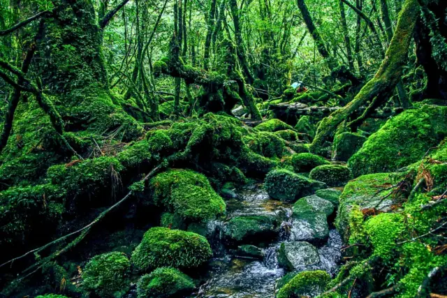 Ancient cedar forest in Yakushima